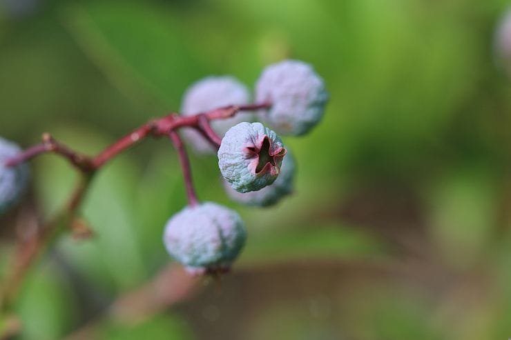Amerikanische Heidelbeeren mit von Krankheiten befallenen Blättern und Früchten