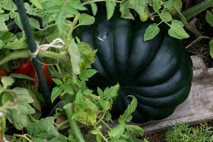 Kürbis im Garten zwischen grünen Blättern