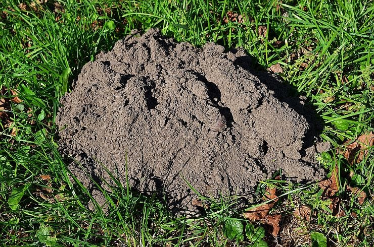 aulwurfshügel im Garten entfernen und Rasen glätten