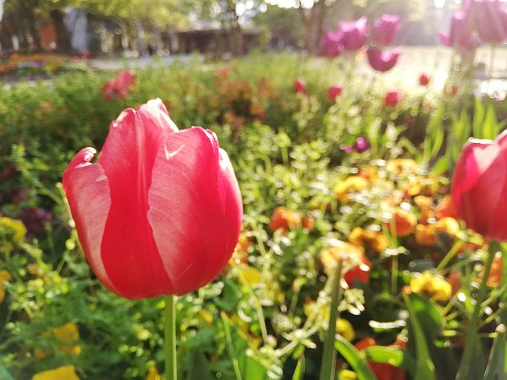 Verschiedene Tulpen-Sorten im Garten, buntes Farbenspiel im Frühling