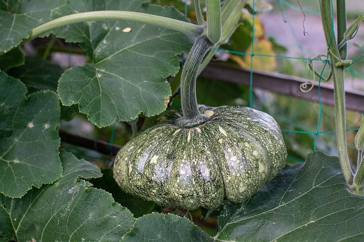 Junger Gartenkürbis wächst im Garten