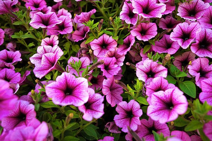 Blühende Petunien im Sommergarten und auf dem Balkon