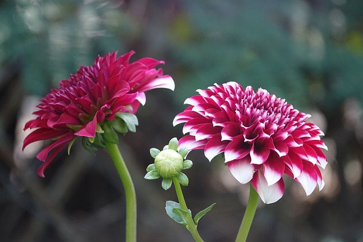 Dahlien blühen den ganzen Sommer im Garten