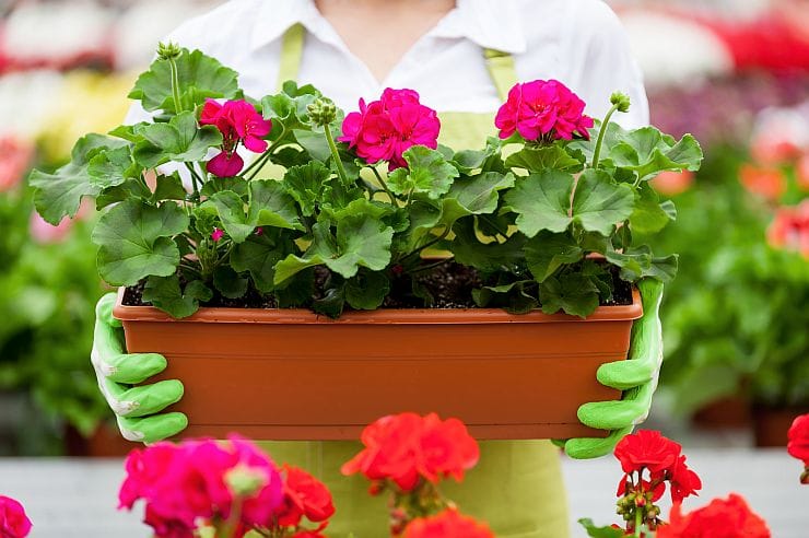 Pelargonien blühen den ganzen Sommer im Garten und auf dem Balkon