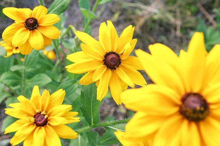 Sonnenhut Rudbeckia hirta blüht den ganzen Sommer im Garten