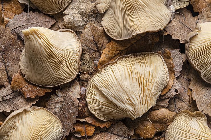 Austernpilze im Garten züchten – Anbau auf Holzstämmen oder Baumresten