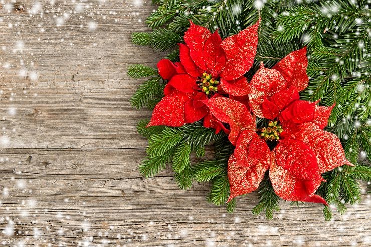 Weihnachtsblumen – bunte Festtagsblumen