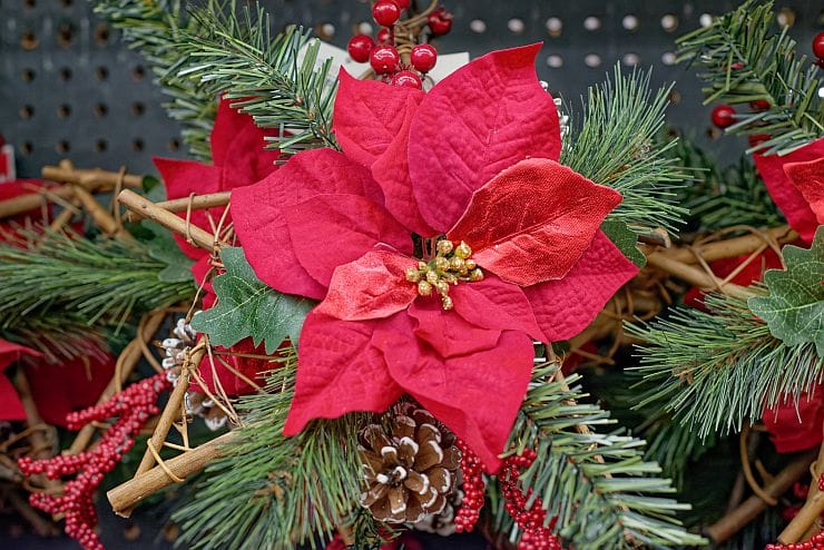 Weihnachtsblumen mit symbolischer Bedeutung –  als Dekoration und Tradition