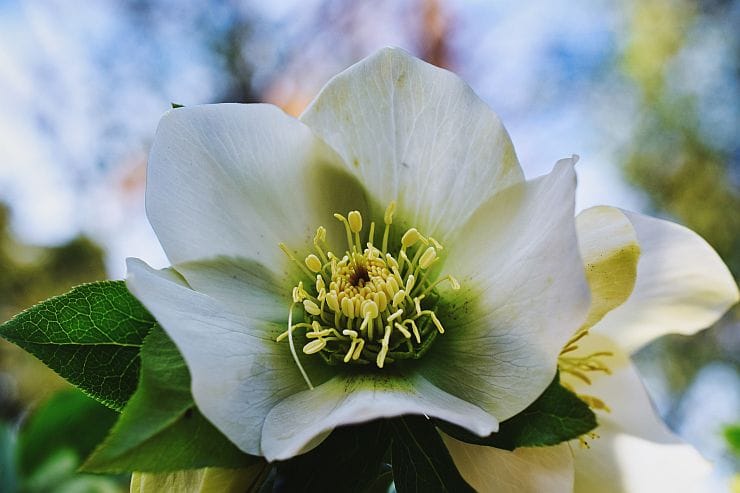 Christrose, typische Winterblume zu Weihnachten