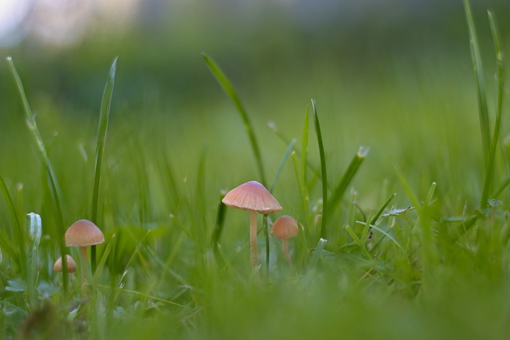 Pilze im Garten sind gut oder schlecht