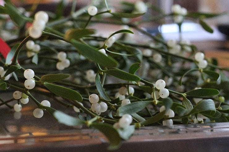 Mistelzweig (Viscum album) mit weißen Beeren, traditionell für Weihnachtsdeko und Glücksbringer