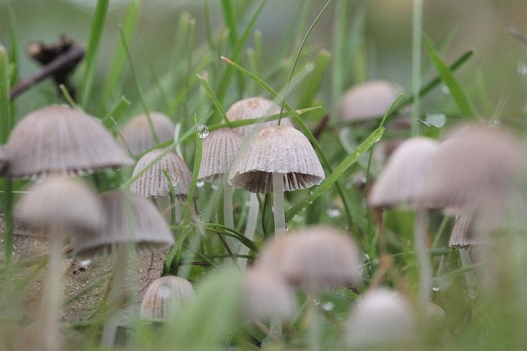 Wie kann man die Pilze im Garten bestimmen?