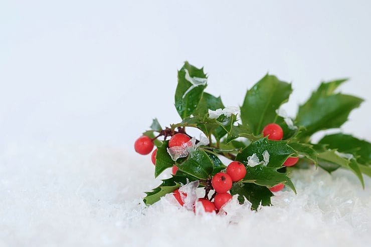 Stechpalme (Ilex aquifolium) mit glänzenden grünen Blättern und roten Beeren, weihnachtlich dekoriert