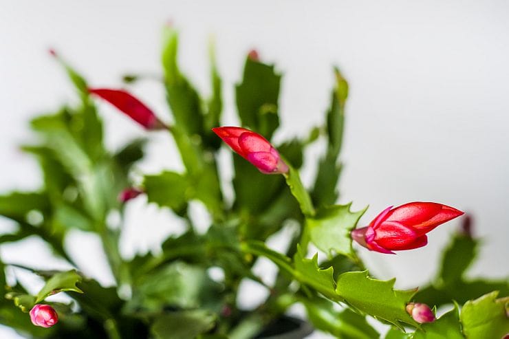 Weihnachtskaktus (Schlumbergera truncata) mit rosa Blüten, dekorativ auf Fensterbank im Winter