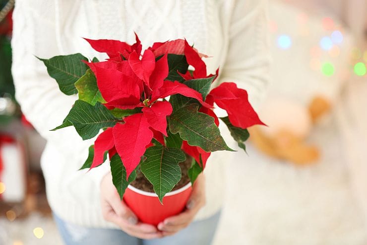 Roter Weihnachtsstern (Euphorbia pulcherrima) ist eine populärste Weihnachtsblume
