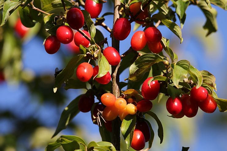 Anbau von Kornelkirschen im Garten
