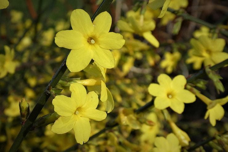 Winterjasmin (Jasminum nudiflorum) mit leuchtend gelben Blüten im Winter, frühblühender Kletterstrauch für Mauern, Zäune und Pergolen
