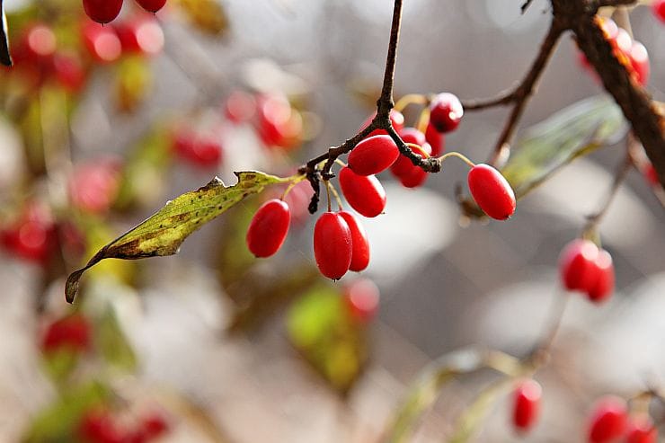 Kornelkirschefrüchte auf dem Baum