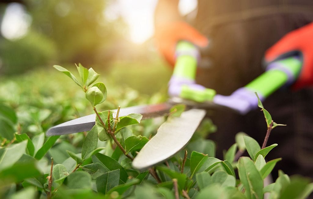 Gartenschere als wichtiges Werkzeug für die Gartenarbeit