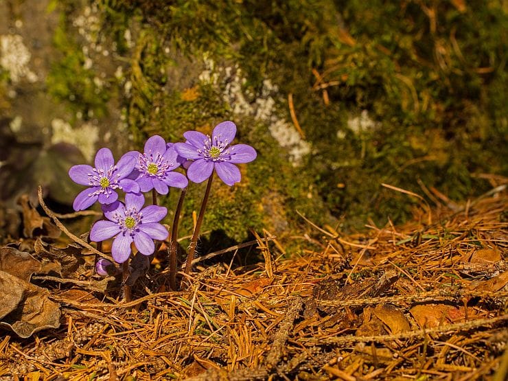 Leberblümchen blühen im Waldgarten auf humusreichem Boden unter Laubbäumen