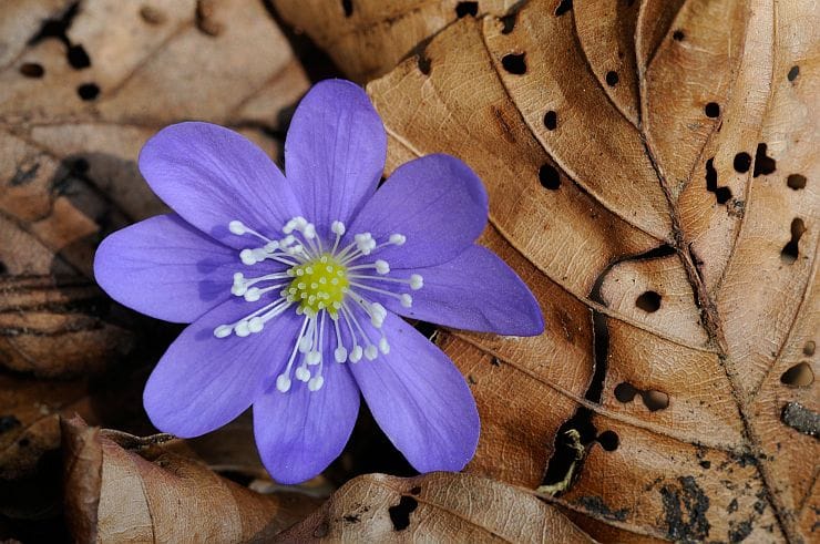 sind Leberblumen giftig?