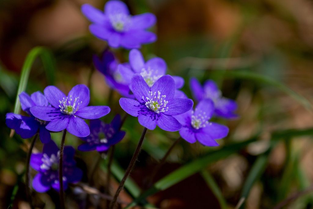 Leberblümchen – Pflege, Blüte, Giftigkeit und Gartenkombinationen