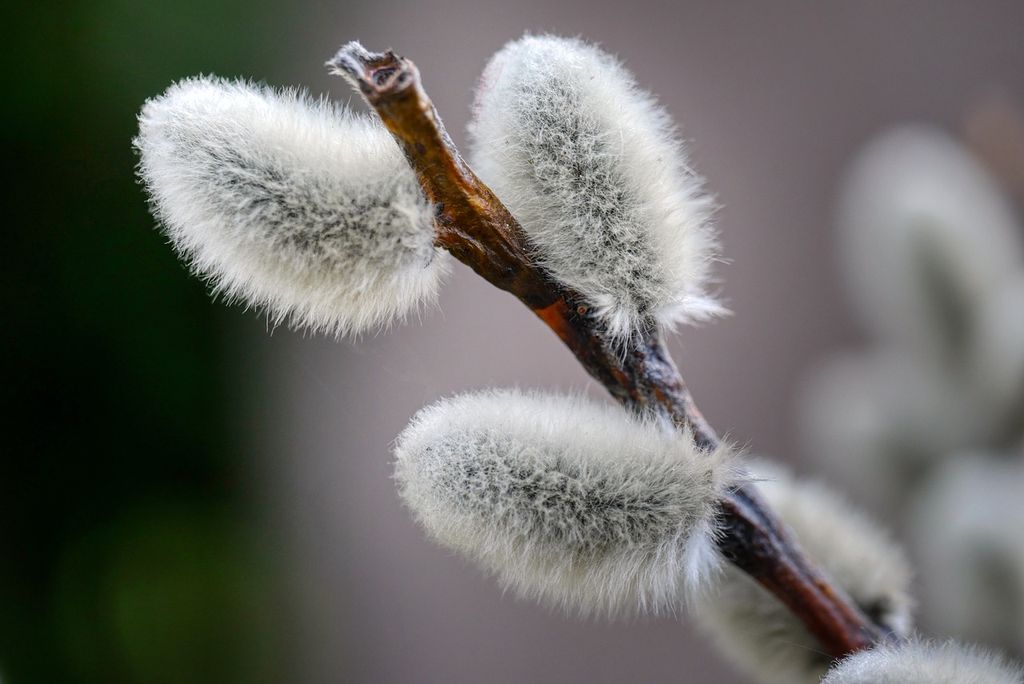 Gartenarbeit im März
