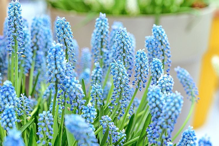 Traubenhyazinthen (Muscari) blühen im Garten – blaue und violette Frühlingsblumen zwischen Grünpflanzen