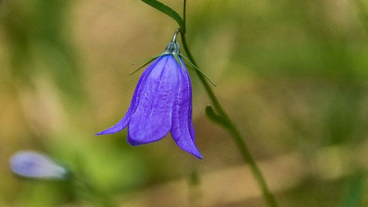 Glockenblume (Campanula) – katzenfreundliche Blühpflanze, Sonne bis Halbschatten, ungiftig, dekorativ und robust für Katzen