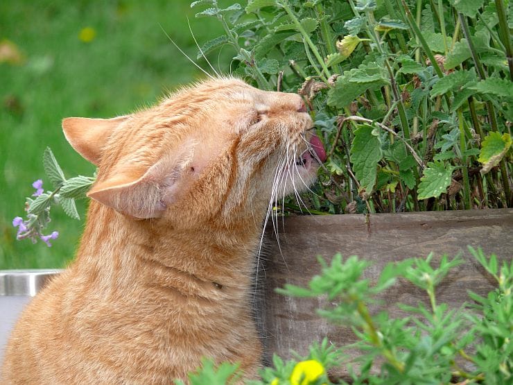 Katzenminze – katzenfreundliche Gartenpflanze, sonnig bis halbschattig, ungiftig, regt Spiel und Schnuppern der Katze an