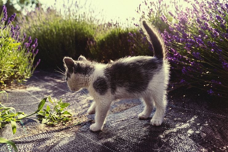 Lavendel – katzenfreundliche, ungiftige Pflanze, sonnig, Duft kann Katzen abschrecken, sicher für Haustiere