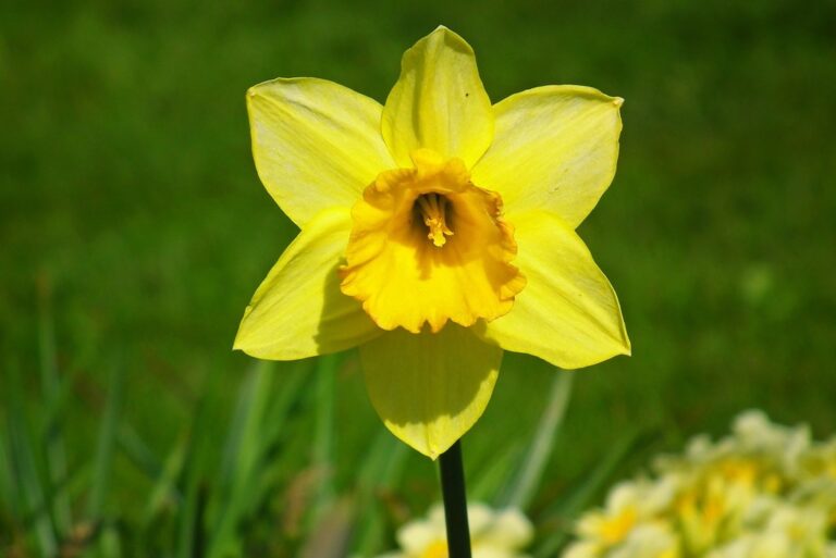 Was Ist Der Unterschied Zwischen Narzissen Und Osterglocken Osterglocken Narzissen Unterschied - Garten Deko Shop