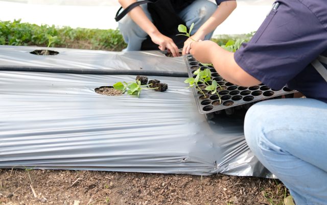 Gärtner pflanzen junge Gemüsesetzlinge in ein Beet mit Folie für den Außenbereich. Die Gartenfolie liegt straff auf dem Boden und besitzt runde Pflanzöffnungen, die das gezielte Einsetzen der Pflanzen ermöglichen