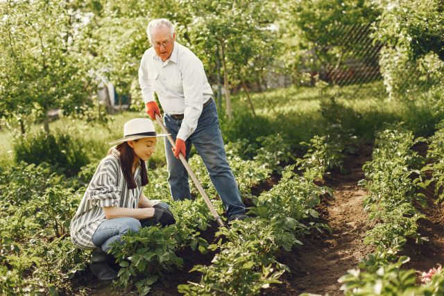 Senior mit grauen Haaren arbeitet gemeinsam mit einer jungen Frau im Hut im Gemüsebeet - Gartenarbeit für Senioren