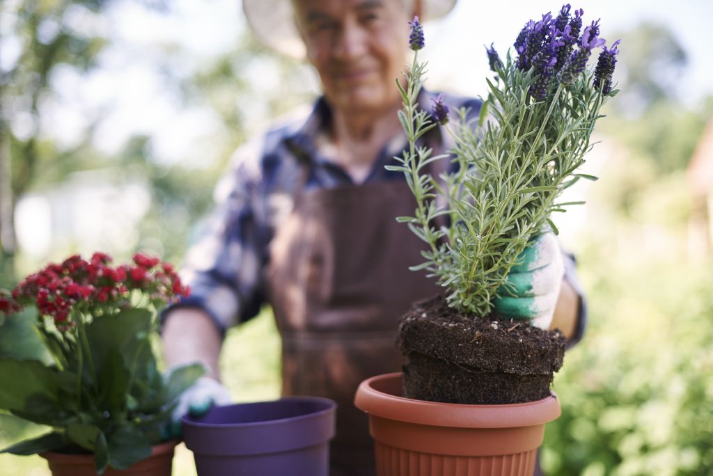 Gartentherapie für Senioren