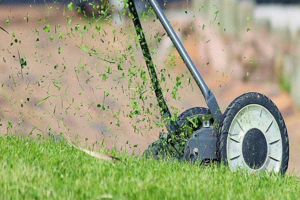 Machanischerr Rasenmäher mit sichtbaren Rädern und rotierendem Schneidmechanismus beim Mähen von frischem, dichtem Gras - grüne Grashalme werden nach oben geschleudert