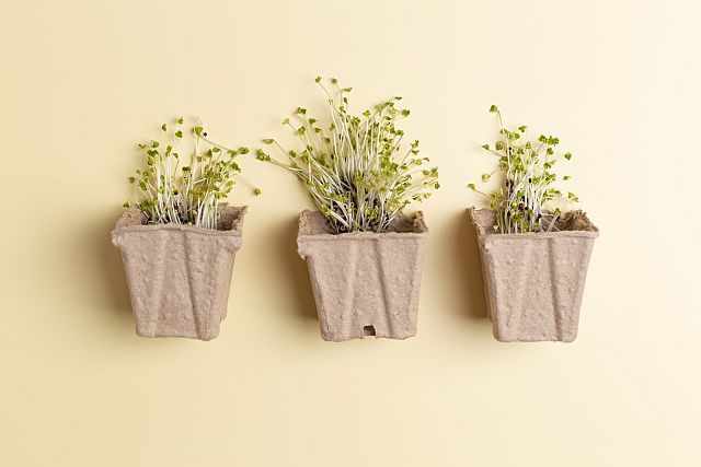 Drei kleine Blumentöpfe aus recycelter Zellulose mit jungen Keimlingen für nachhaltige Pflanzenzucht auf hellem, neutralem Hintergrund Blumentopf aus Papier