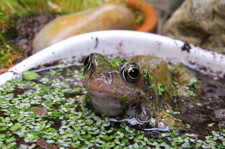 Eine Nahaufnahme von einem Frosch mit großen Augen sitzt in einer alten, verwitterten Gartenwanne
