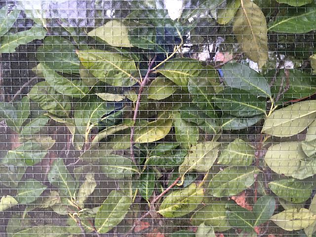 Natürliche Kunst im Garten mit grünen Blättern und Zweigen hinter einem feinen Drahtgitter, kreative Gartengestaltung mit Pflanzen, Laubstruktur und organischem Muster im Außenbereich