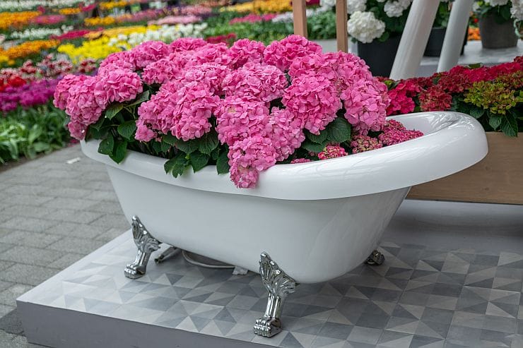 Weiße moderne Badewanne mit silbernen Füßen im Garten als Blumentopf mit rosa Blumen