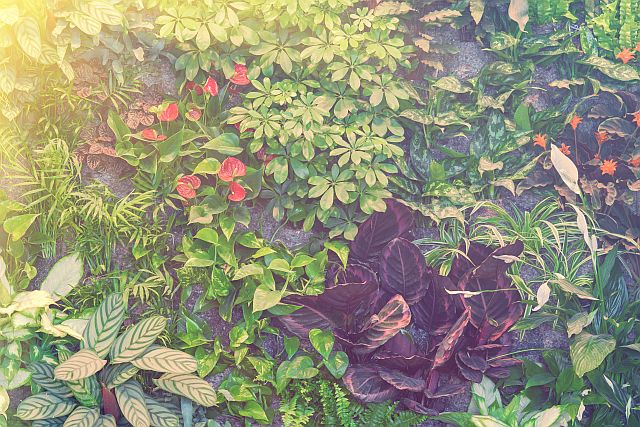 Graffiti auf Gartenmauer mit dicht angeordneten Zierpflanzen, grünen und violetten Blättern sowie tropischen Pflanzenarten – dekorative grüne Wand im Garten- und Landschaftsdesign