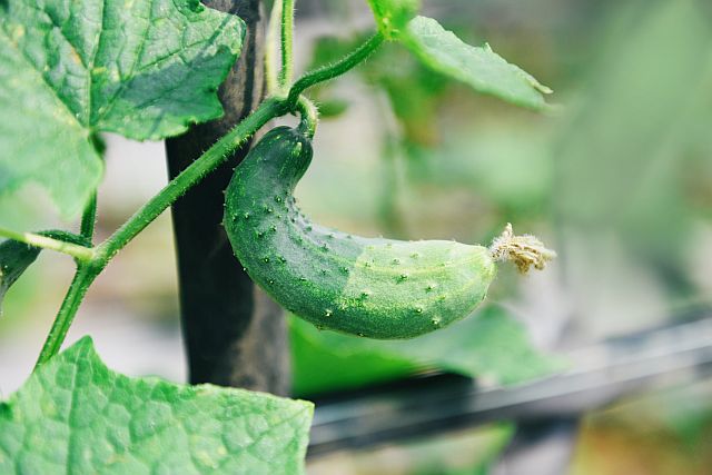 Gurken pflanzen – junge grüne Gurke wächst an der Pflanze mit frischen Blättern im Gemüsegarten.