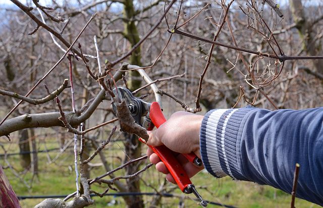 Reben schneiden im ersten Jahr – Winzer schneidet junge Weinreben mit einer Gartenschere im Frühling.