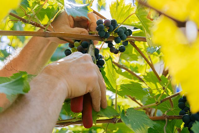 Weinreben schneiden – Gärtner schneidet reife Weintrauben mit einer Gartenschere zwischen grünen Blättern.