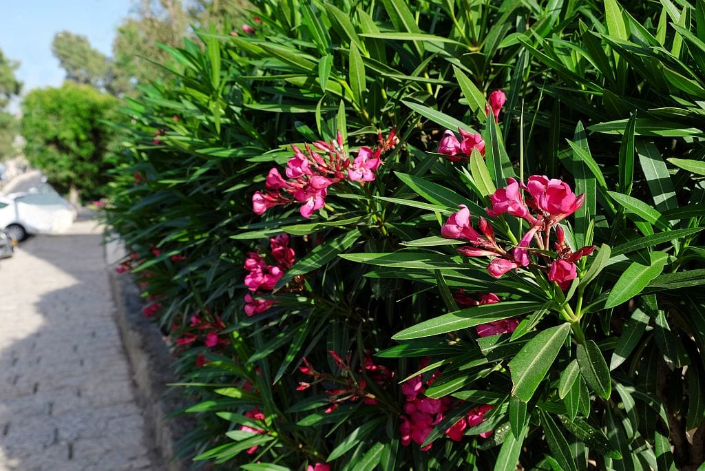 wie kann man oleander überwintern