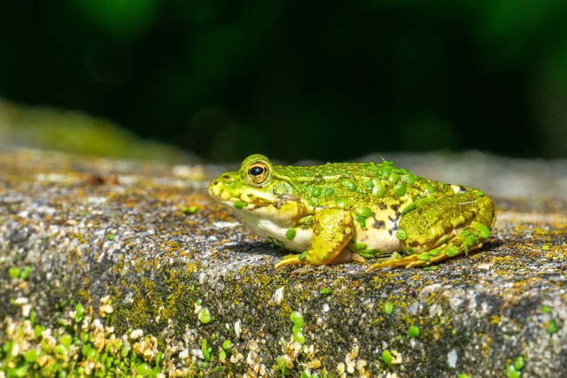 Gelb grüner Frosch Aufnahme von der Seite - sitzt auf einem alten Bordstein mit Moos