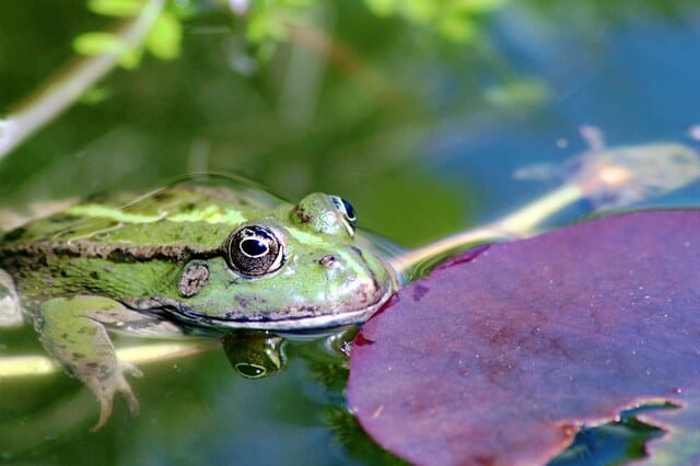 Grüner Frosch mit großen Augen sitzt halb im Wasser neben einem Blatt und schaut nach oben