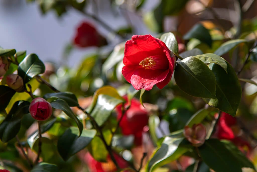 Überwinterung von Kamelien