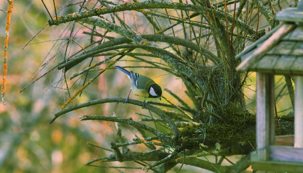 Kohlmeise sitzt auf einem moosbewachsenen Ast in einem naturnahen Garten. Im Vordergrund sind verzweigte Zweige eines Baumes zu sehen, im Hintergrund ein kleines Vogelhäuschen - vogelfreundlichgestalteter Garten