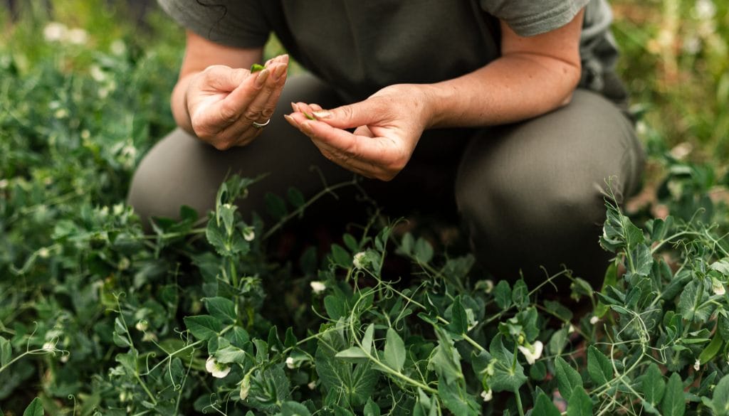 Unkraut entfernen im Rasen